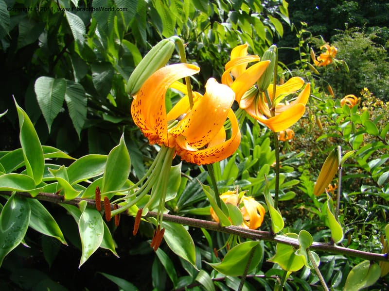 Lilium sargentiae--Canada. BC. Univ. BC Bot. Garden. 27 Jul 08. 461.jpg
