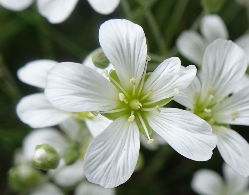 Minuartia laricifolia, Callmander, M 1295-- Switzerland. Hwy 9 to Simplon. Ganterbrucke. 2 Jul 2016. DSC08156 (200).JPG
