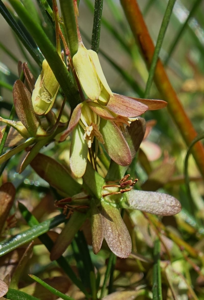 Aphanopetalum clematideum, Davidson, C 13444--Australia. W.A. Geraldton. Chapman River. 25 Oct 2016.  (101).JPG