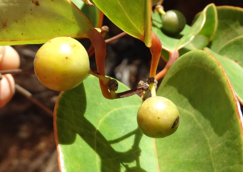 Smilax, Munzinger, J 7482--New Caledonia. PinPin. 20 Nov 2015. DSC03938 (216).JPG