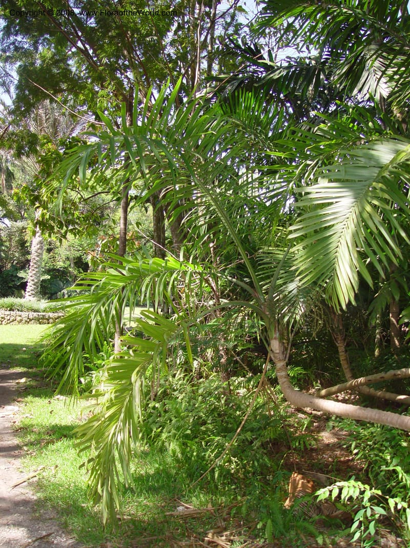 Gaussia maya--FL. Fairchild Tropical Gard. 7 Apr 03. 088.jpg