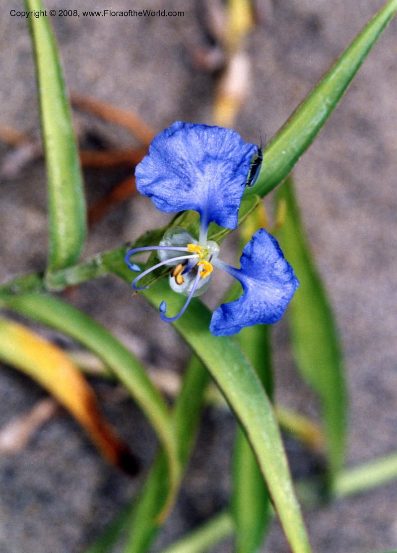 Tradescantia, Rincon2485--MX. Veracruz. Cerca de Balzapote. 26 May 01. 001.jpg