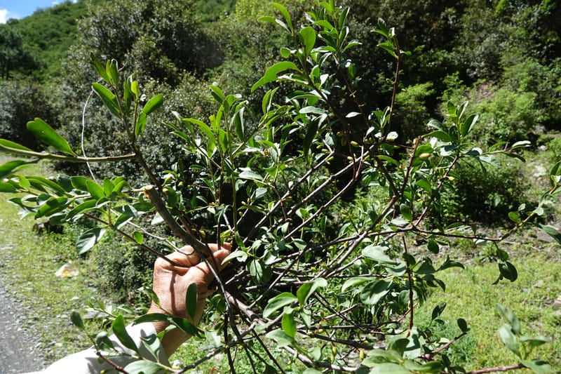 Taxillus delavayi var. delavayi, D. Boufford 43988--China. Sichuan. Yibailingba-gou. 12 Aug 2017. DSC04660 (566).JPG