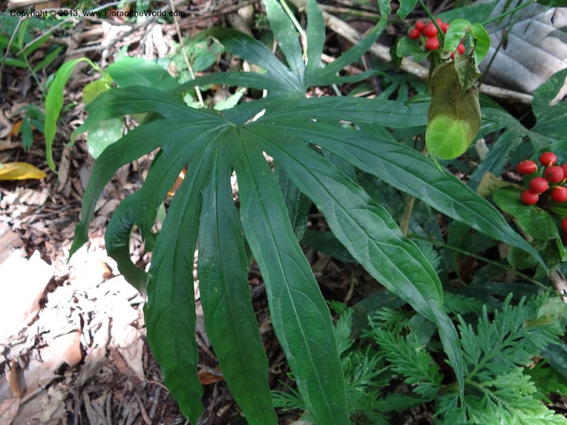 Tacca palmata, SAN.153234--Malaysia, Sabah. Kinabalu N.P., Poring. 7 Apr 2012. DSC07570 (8).JPG