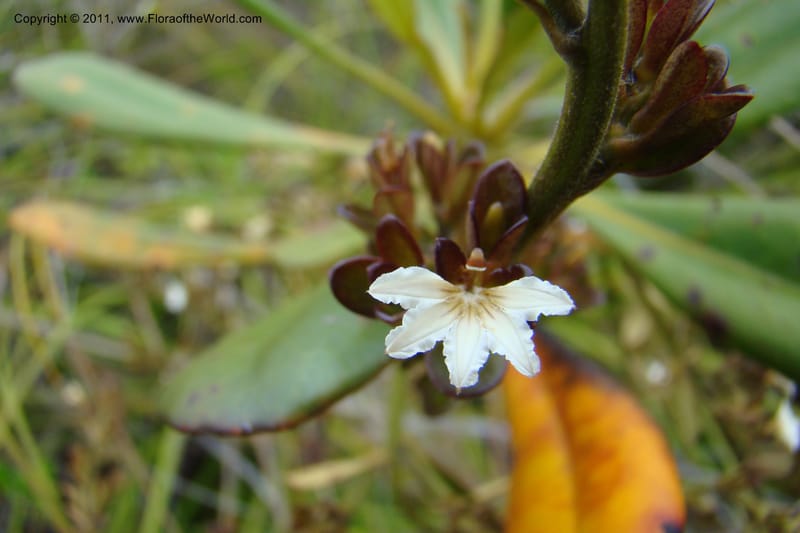 Scaevola beckii, M. Callmander 793--New Caledonia. Mont Dore. 20 Jan 2010. 001 (75).jpg