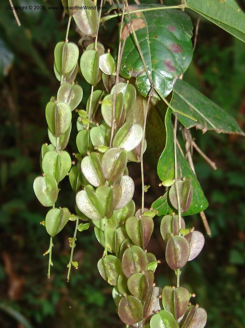 Dioscorea, N.Martinez589--MX. Chiapas.  Camino Finca Prusia a Queretaro. 12 Nov 04. 033.jpg