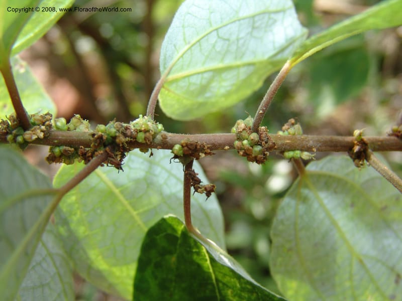 Pouzolzia mixta--So. Africa. Lowveld Nat. Bot. Gard. 14 Mch 05. 263.jpg