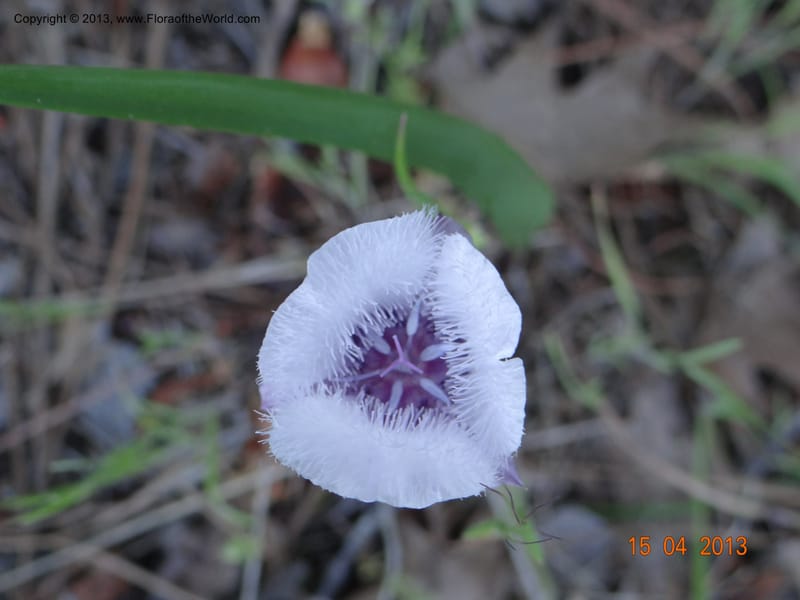 Calochortus coeruleus, Davidson, C 12122--USA, CA, Shasta Co.  15 Apr 2013  9965 (2).JPG