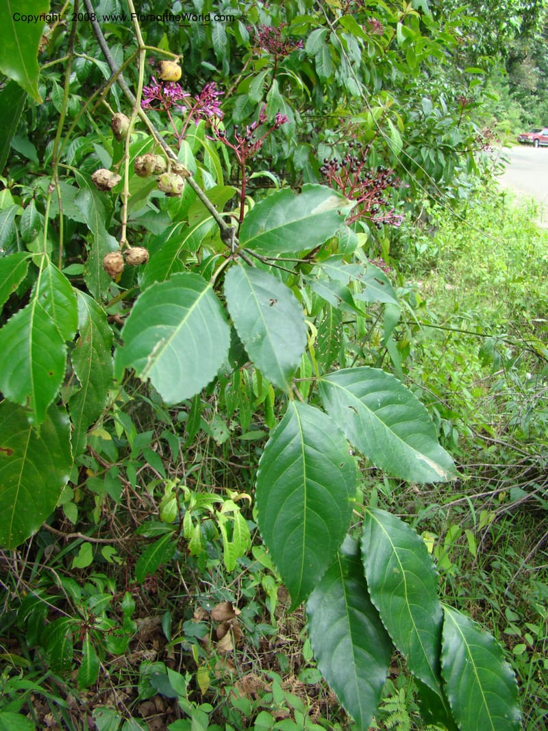 Turpinia occidentalis, NMartinezM2410--MX. Chiapas. Cta. Guapilla-Tapalapa. 13 Sep 08. 191.jpg