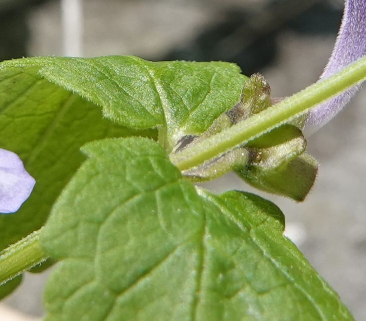 Scutellaria galericulata, C. Davidson 13882--ID. Fremont Co. Henry's Fork River. Box Canyon. 31 Jul 2018. DSC08304 (140).JPG