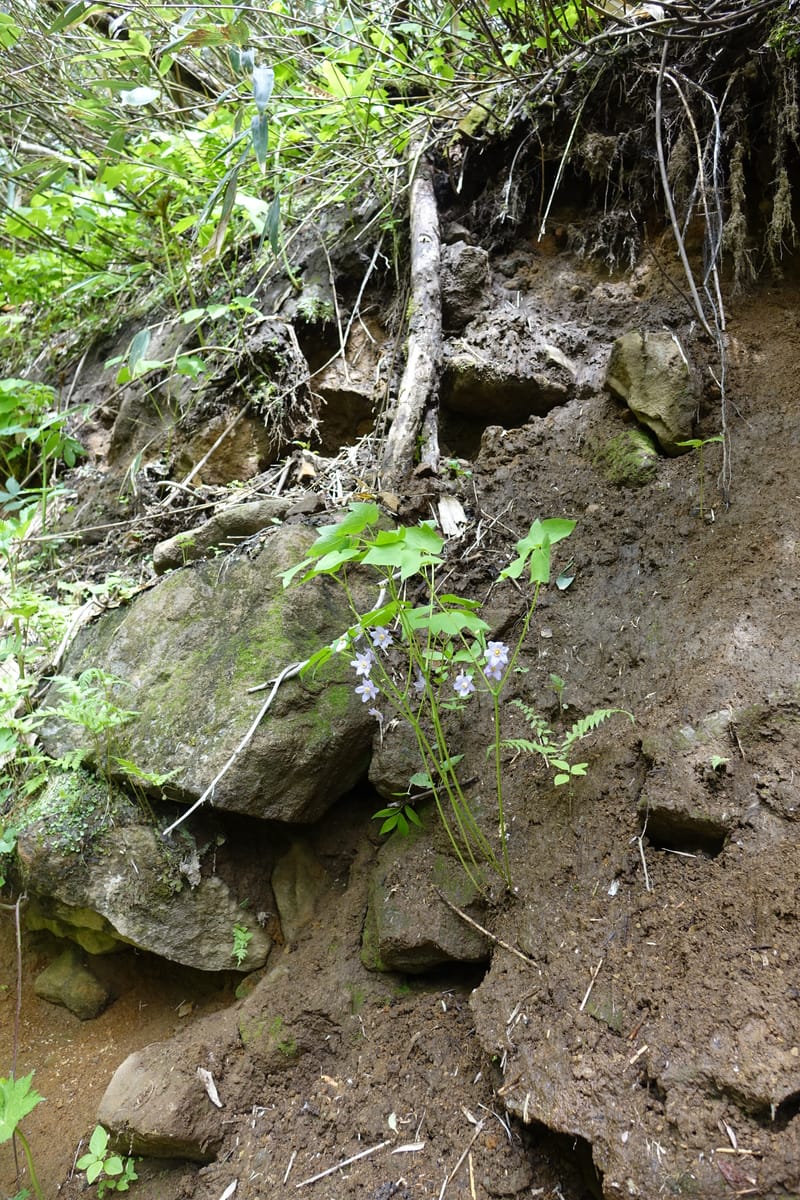 Ranzania japonica--Japan. Myoko Kenmin-no-mori. Hiuchiyama Trial. 27 May 2016.  (128).JPG