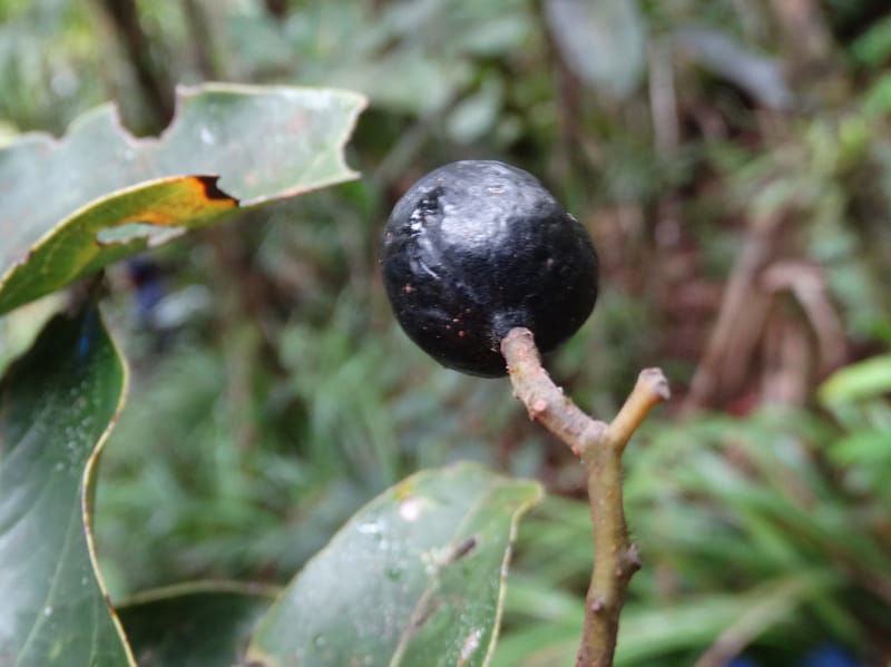 Cryptocarya turbinata, Munzinger, J 7359--Fiji. Waisali Rainf. Reserve. 4 Nov 2015. DSC08848 (105).JPG