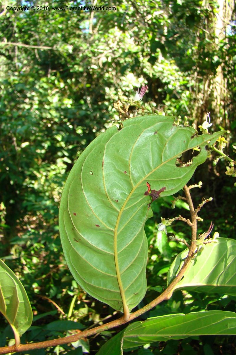 Hirtella, Vasquez 34712--Peru. Loreto. Dist. Nauta. Miraflores, Rio Tigre. 9 Nov 08. 137.jpg