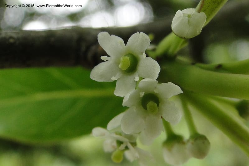 Ilex, Regalado 1770--Viet Nam. Ban Khoang Commune. 4 May 2011. 038 (3).jpg