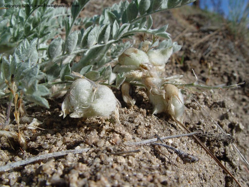 Astragalus purshii--ID. Idaho Co. Salmon R. Polly Bemis Ranch. 9 May 04. 017.jpg