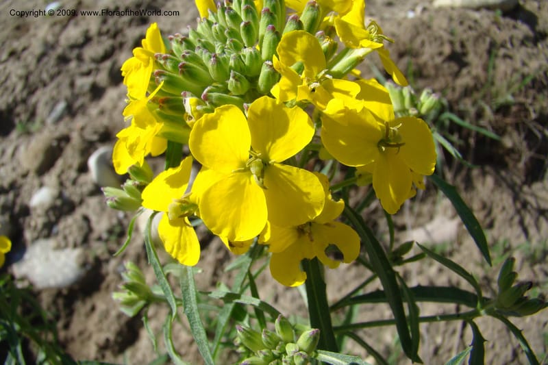 Erysimum capitatum, C. Davidson 11337--ID. Idaho Co. Salmon River Rd. 17 May 09. 016.jpg