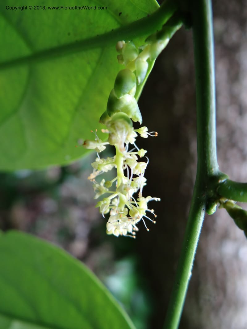 Urobotrya latisquama, VC 5585--Thailand. Prachuap Khiri Khan. Ma Rong Cave. 13 Nov 2012. (14).JPG
