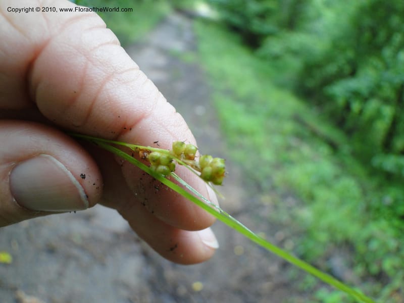 Carex caroliniana, Mori, S 27440, USA, North Carolina, Wake Co., Boyce Bridge Rd, 25 May 2010 (25).JPG