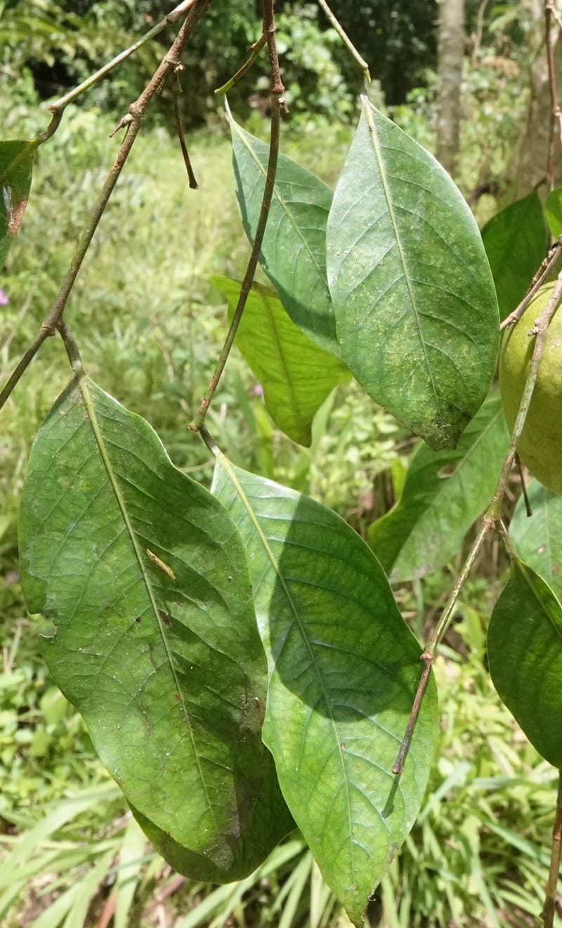 Irvingia gabonensis, C. Davidson 13929--Gabon. Missome Village. 31 Oct 2018. DSC00817 (141).JPG