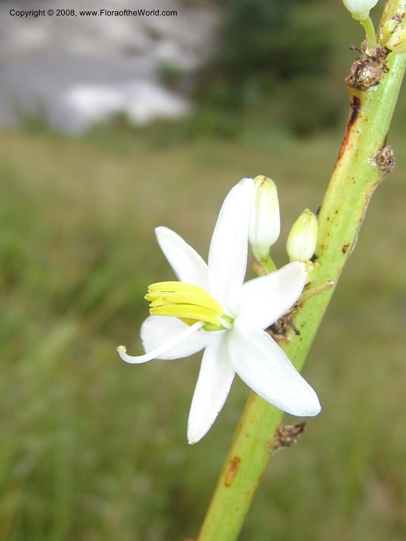 Chlorophytum crookianum--So.Africa. KZN. Midl. Meand. Granny Mouse. 13 Mch 05. 064.jpg