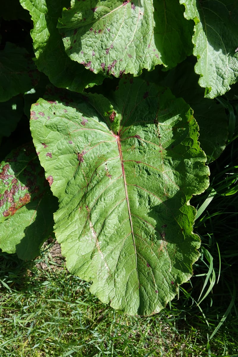 Rumex alpestre, Not collected--Switzerland. Sass Almagell. Lac Mattmark. 3 Jul 2016. DSC08449 (512).JPG