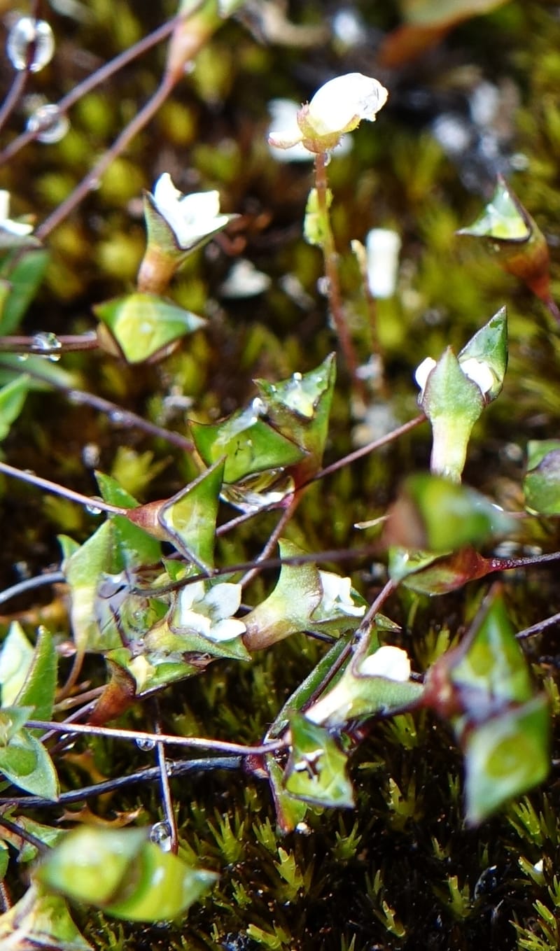 Phyllangium paradoxum, Davidson, V 13496--Australia. W. A. Two People's Bay Nat. Res. 29 Oct 2016. DSC06475 (110).JPG