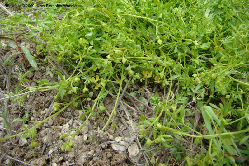 Floerkea proserpinacoides, C. Davidson 11326--Idaho. Elmore Co. Black's Cr. Rd. 1 May 2009 155.jpg