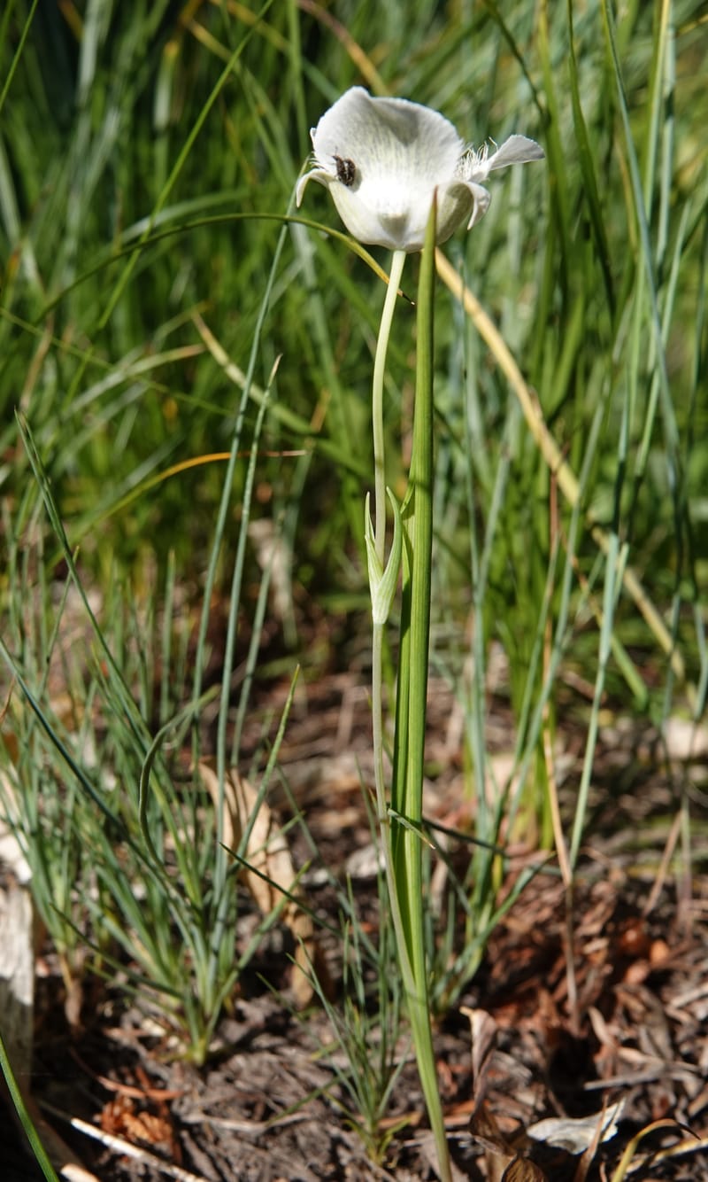 Calochortus apiculatus, C. Davidson 13820--ID. Benewah Co. Reed's Gulch Rd. FR 550. 8 Jul 2018. DSC05956 (286).JPG
