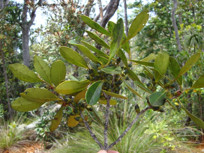 Balanops, Munzinger, J 4811--New Caledonia, Prov du Nord, Plateau de Poro, 16 Nov 2007.   093 (3).jpg