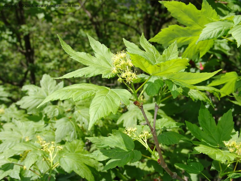 Acer trautvetterii--Georgia. 2 km S of Bakuriani, rd to Khrats'koros. 6 Jun 05. 379.jpg