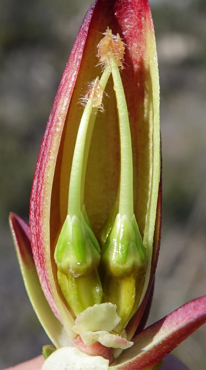 Darwinia speciosa, Davidson, C 13415--Australia. Kingia locality. 23 Oct 2016. DSC04566 (101).JPG