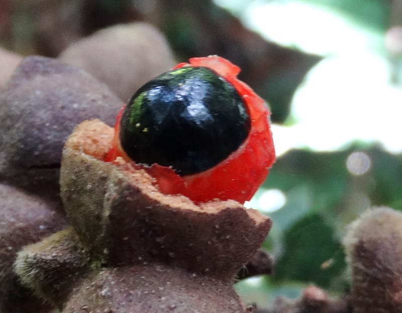Alectryon hirsutus, Munzinger, J 7420--New Caledonia. Foret du Koghi. 13 Fri 2015. DSC02196 (234).JPG
