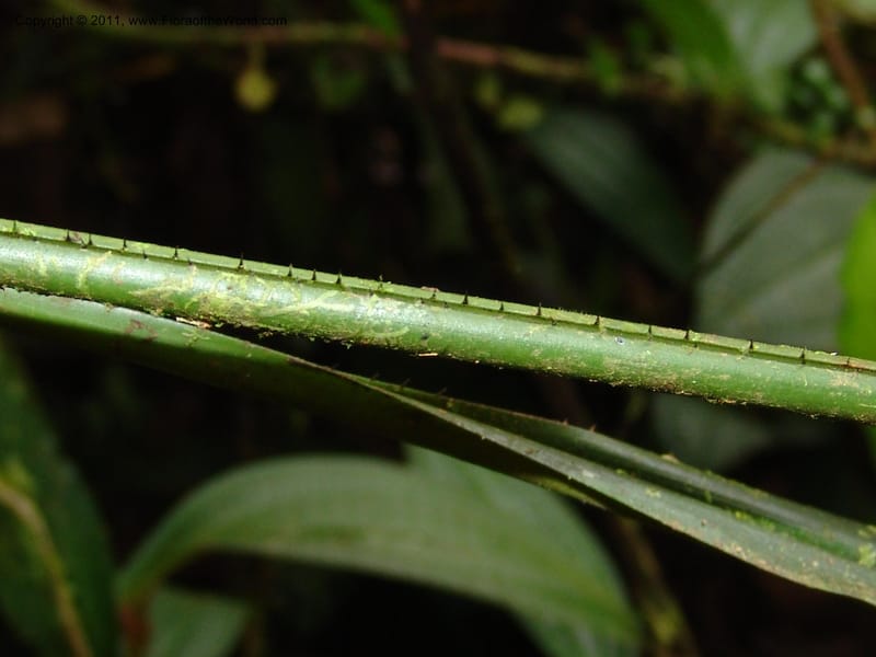 Pitcairnia ferrell-ingramiae, Croat95131--Ecuador. Esmeraldas. Alto Tambo. 21 Feb 05. 249 (15).jpg