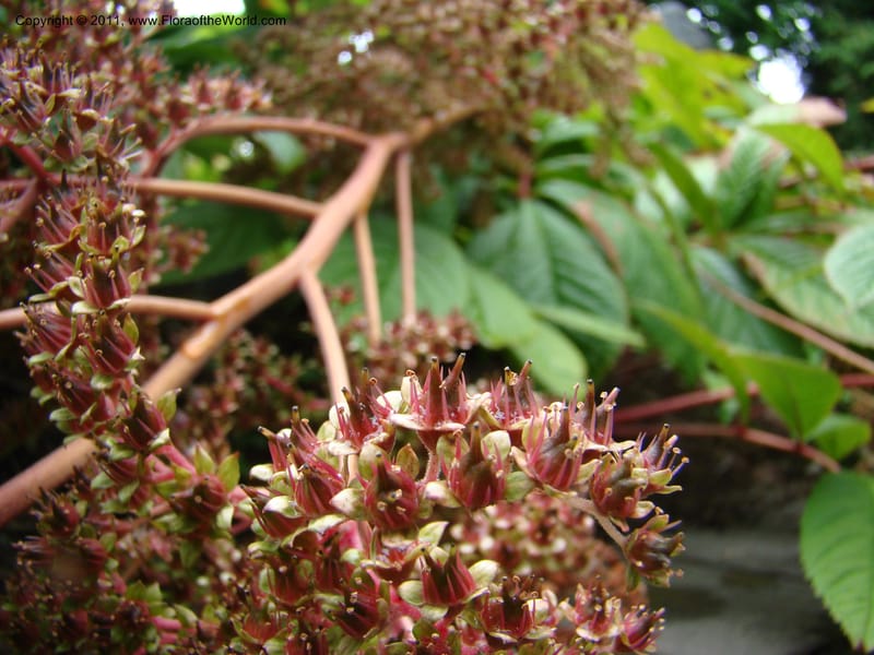 Rodgersia sambucifolia, 16415-0175-1978--Canada. BC. Univ. BC Bot. Garden. 27 Jul 08. 044.jpg