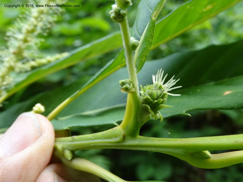 Female flower cluster and catkins on a leafy shoot