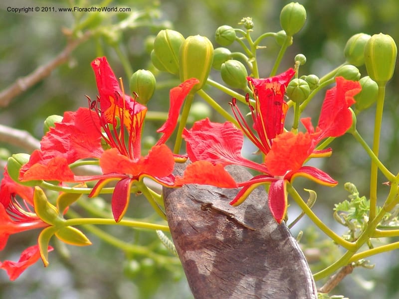 Delonix regia , not coll.--Madag. Antsir. Nosy Be. Lokobe Forest. 15 Nov 06. 062 (12).jpg