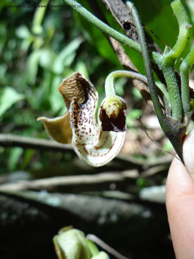 Aristolochia, Li Pan 1205292--China. Zhejiang Prov. Tian Mu Shan. 29 May 2012. DSC00348 (155).JPG