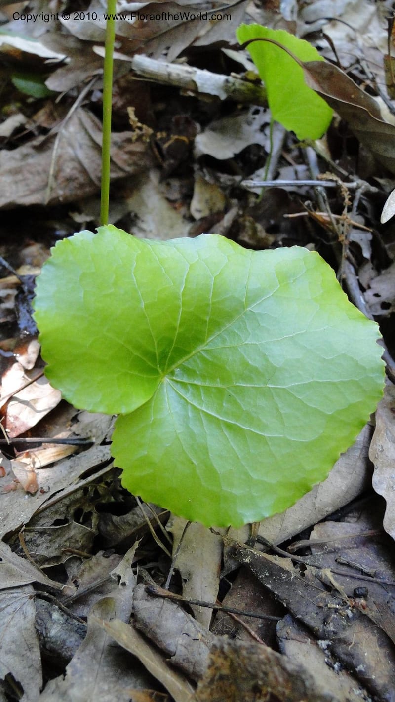 Galax aphylla, Mori 27456--North Carolina. Stokes Co. 26 May 2010. 088 (61).jpg