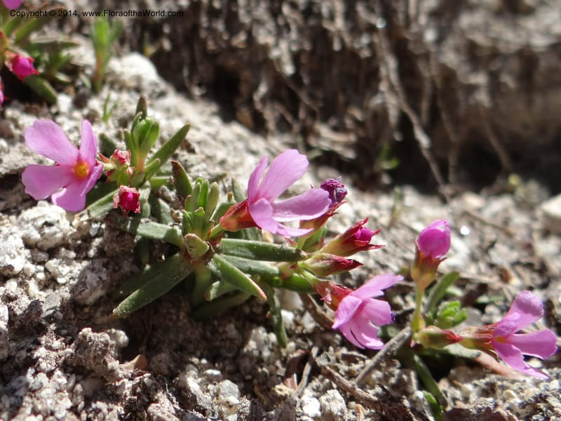 Douglasia, Davidson, C 12194--ID. Boise Co. Scott Mtn. Lookout Road. 18 Jun 2013. DSC06609 (67).JPG