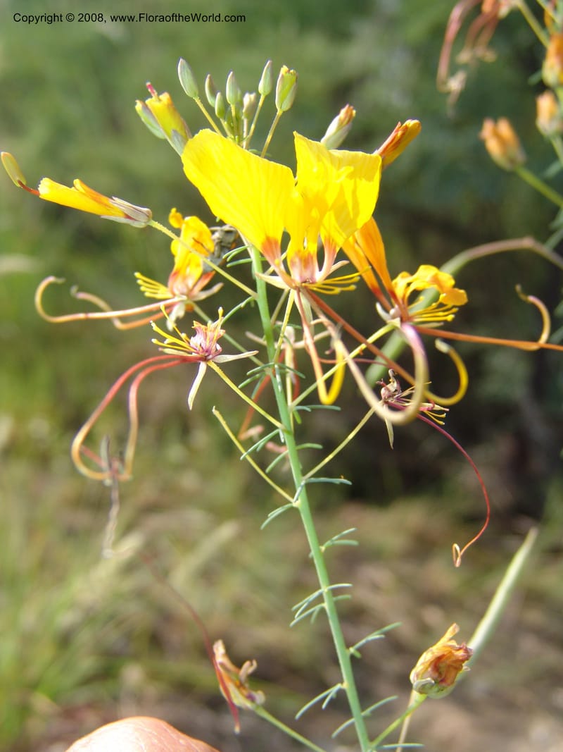 Cleome angustifolia--So.Africa. Mpumal. R577 N of Lydenburg. 16 Mch 05. 078.jpg