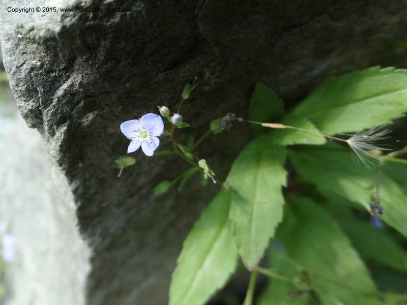 Veronica americana, Davidson, C 12583--ID. Idaho Co. Rd. to Seven Devils. Small Cr. 15 Jul 2014. DSC00072 (4).JPG