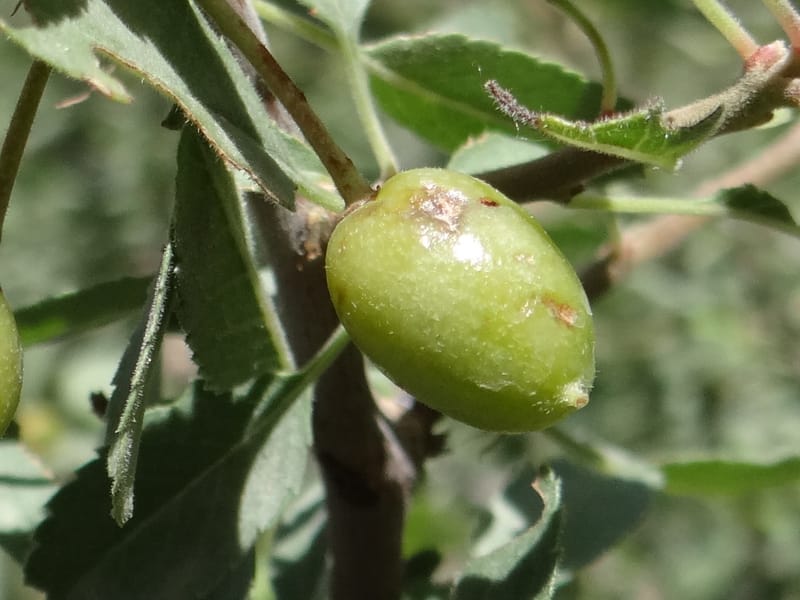 Prunus amygdalus--Iraq. Kurdistan. Shakh-i-Pira Magrun. 24 May 2013. DSC05074 (30).JPG