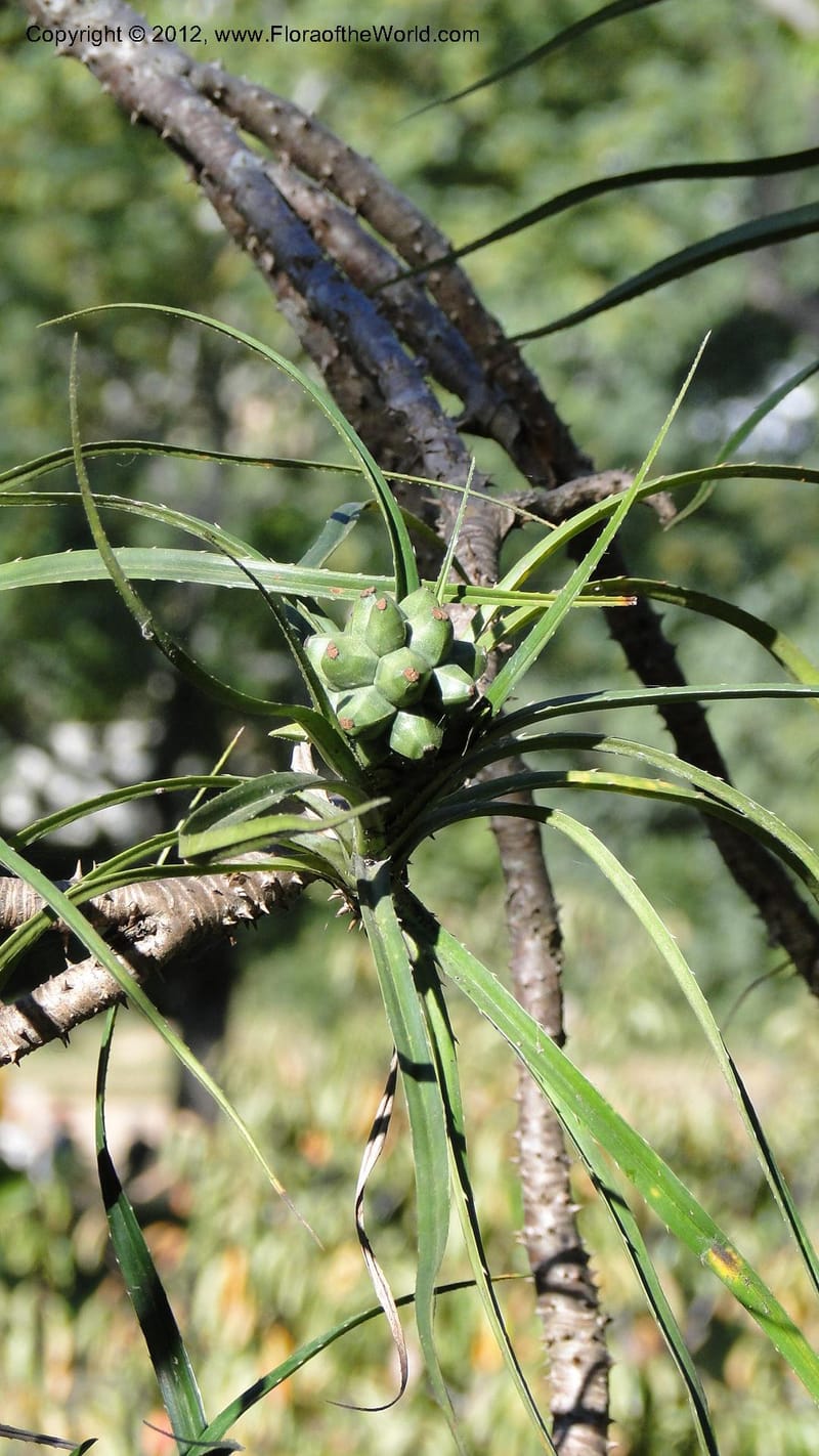 Pandanus dyckioides--Madagascar. Tsimbazaza. 30 April 2010 023 (12).jpg