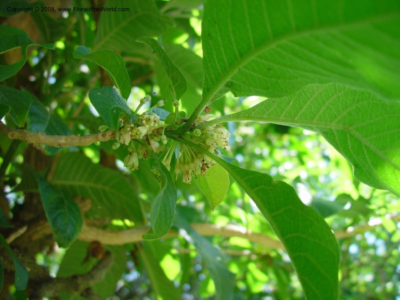 Acnistus--Costa Rica. INBIO Parque, San Jose. 29 Mch 03. 085.jpg