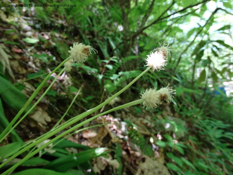 Cymophyllus fraserianus, Davidson, C 12984--North Carolina. Clay Co. Perry Gap Rd, Barnard's Cr. 13 May 2015. DSC04860 (84).JPG
