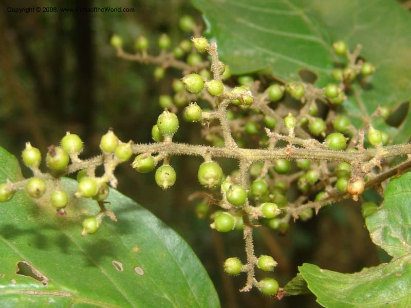 Maesa lanceolata--So.Africa. Mpumal. Moodie Mts.  18 Mch 05. 192.jpg