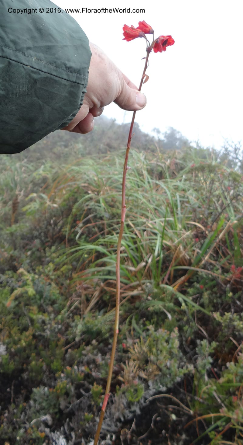 Bomarea, Ulloa, C 2327--Ecuador. Loja. Cerro Toledo. 30 Sep 2012. DSC05859 (222).JPG