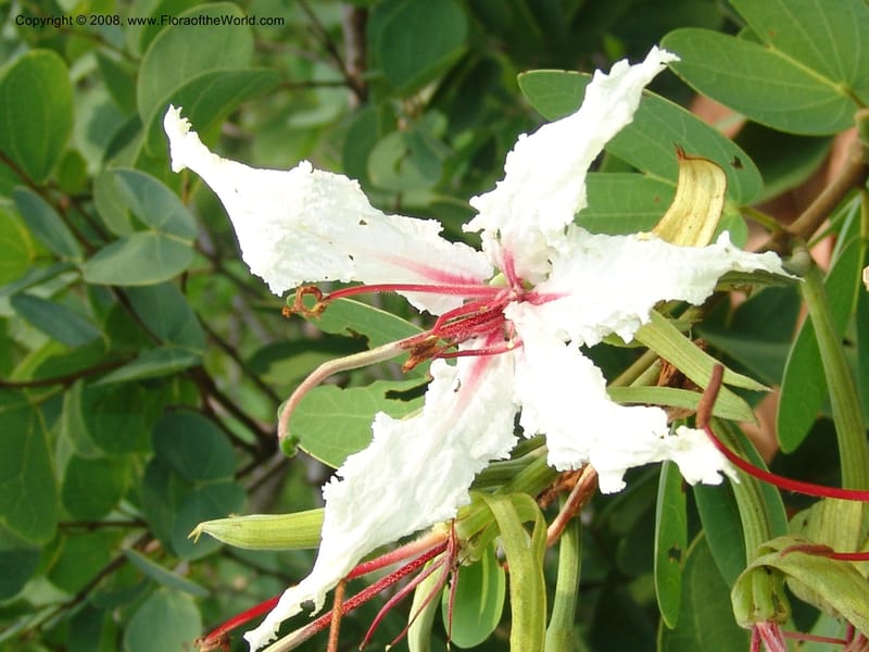Bauhinia petersiana ssp macrantha--So. Africa. Lowveld Nat. Bot. Gard. 14 Mch 05. 146.jpg