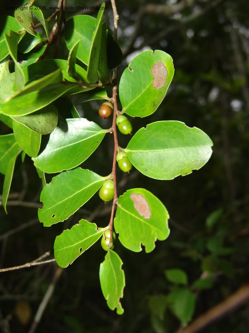 Diospyros, R.Ranaivojaona1382--Madag. Prov. Toliara. Mandena Centr. Res. Ecol. 18 Jan 06. 200.jpg