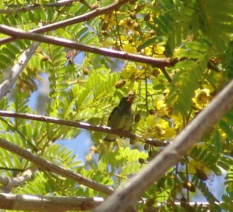 Peltophorum dasyrachis, Rogers, Z 1177--Madagacar. Antsir. Nosy Be. Lokobe Forest. Sunbird. 15 Nov 06. 232 (2).jpg